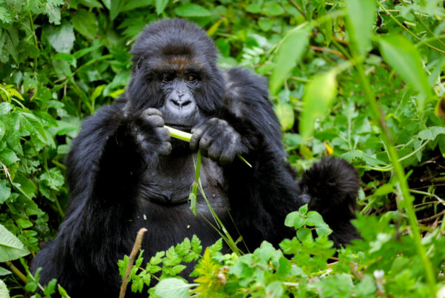 3 Days Gorillas & Chimpanzee trekking safari in Rwanda.